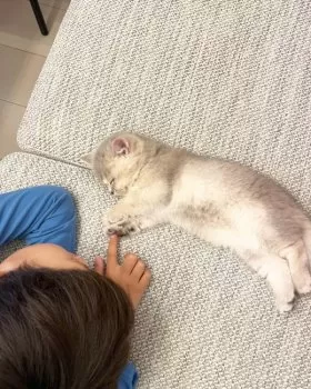 M.T 様のお迎えした子猫