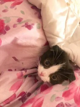 きゅう 様のお迎えした子猫