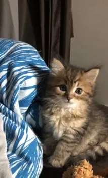 Minmin 様のお迎えした子猫