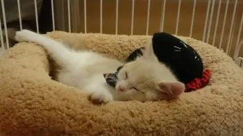 みにゃん 様のお迎えした子猫