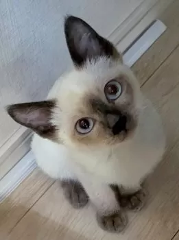 M.Y 様のお迎えした子猫