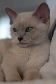 キャンディー 様のお迎えした子猫