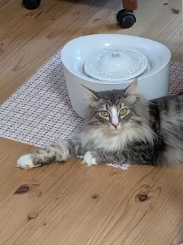 H.Ｉ 様のお迎えした子猫