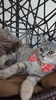 さえきち 様のお迎えした子猫