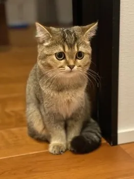 サビン 様のお迎えした子猫