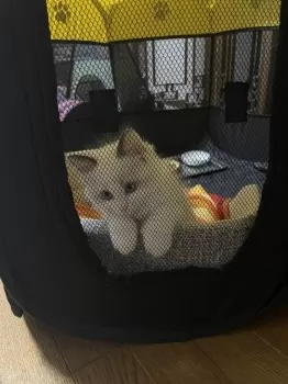 Y.Ｉ 様のお迎えした子猫