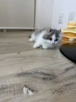 M. 様のお迎えした子猫
