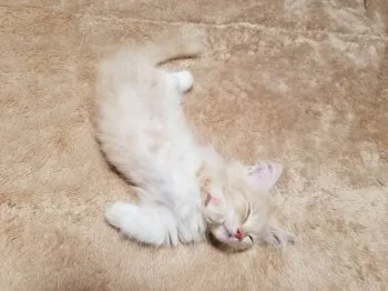 白万重 様のお迎えした子猫