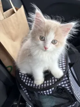ぼうちゃん 様のお迎えした子猫