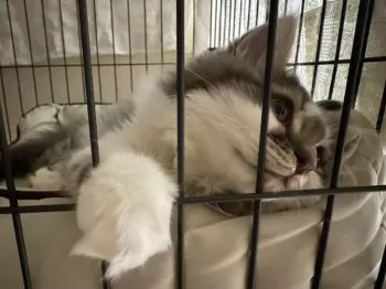 A.A 様のお迎えした子猫