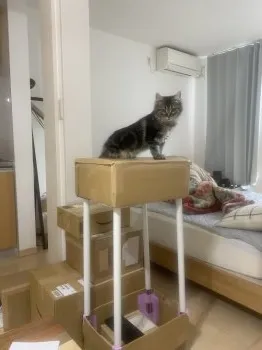 みしし 様のお迎えした子猫