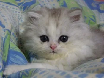 モコのダーリン 様のお迎えした子猫