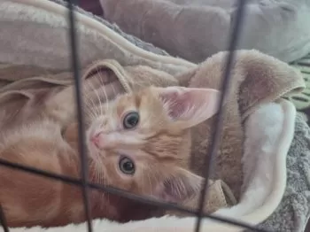 E.H 様のお迎えした子猫