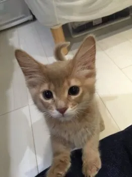 Gina 様のお迎えした子猫