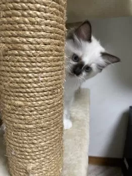 H.M 様のお迎えした子猫