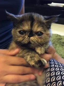 アハティ 様のお迎えした子猫