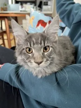 あまの 様のお迎えした子猫