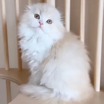 うに 様のお迎えした子猫