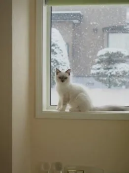 3chan 様のお迎えした子猫