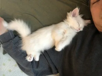 ビハク 様のお迎えした子猫