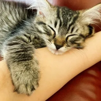 TM 様のお迎えした子猫