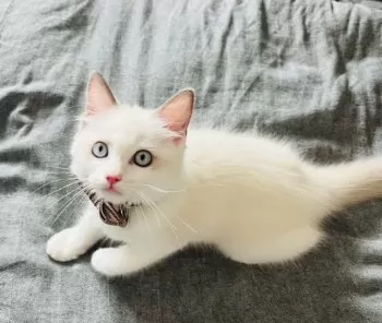 sw 様のお迎えした子猫