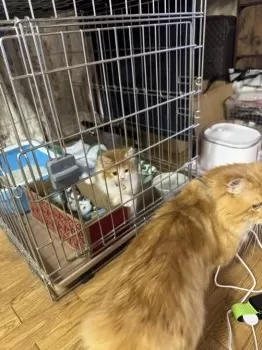 だいきち 様のお迎えした子猫