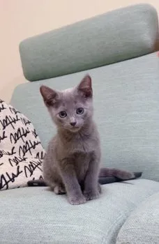 みいこ 様のお迎えした子猫