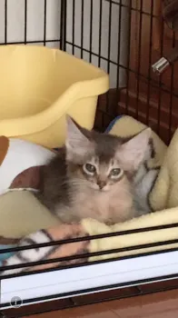 ちゃーこ 様のお迎えした子猫