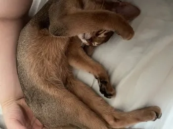 曉 様のお迎えした子猫