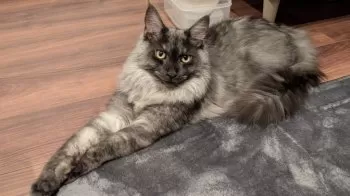 ビタミンＫ 様のお迎えした子猫