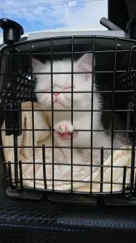 R.H 様のお迎えした子猫