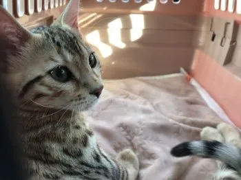 ゆうき 様のお迎えした子猫