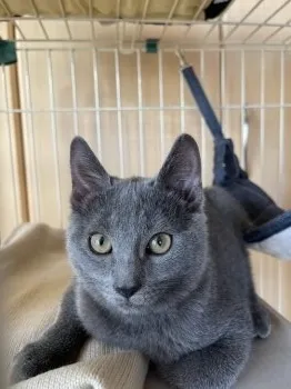 y.y 様のお迎えした子猫