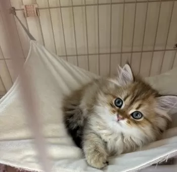 C.O 様のお迎えした子猫
