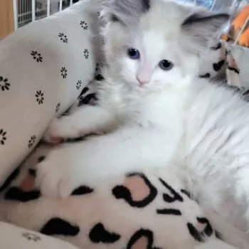 え〜じ 様のお迎えした子猫