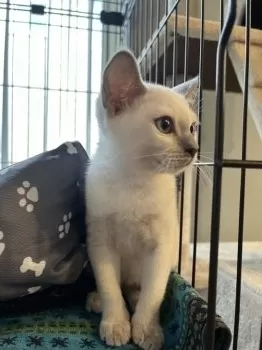 K.K 様のお迎えした子猫
