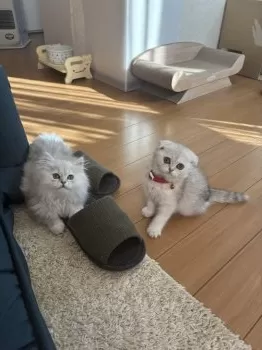 しー 様のお迎えした子猫