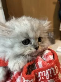 湯ちゃ 様のお迎えした子猫