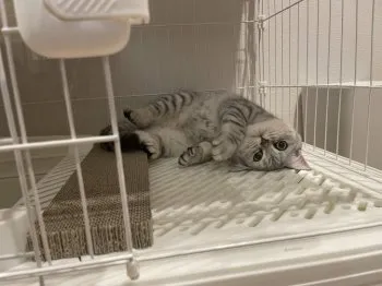 ユイ 様のお迎えした子猫