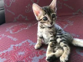 じゅり 様のお迎えした子猫