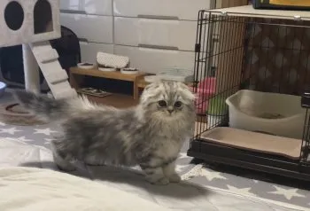 みどり 様のお迎えした子猫
