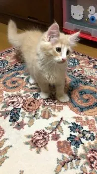 まつ 様のお迎えした子猫