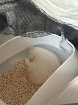 S.S 様のお迎えした子猫
