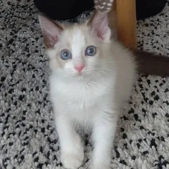 RS 様のお迎えした子猫