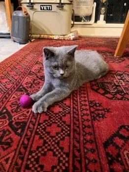 R.H 様のお迎えした子猫