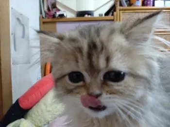 らんまる 様のお迎えした子猫