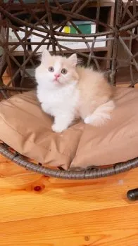 うに 様のお迎えした子猫