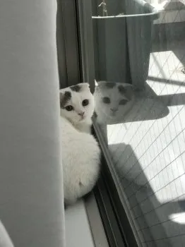 ととと 様のお迎えした子猫