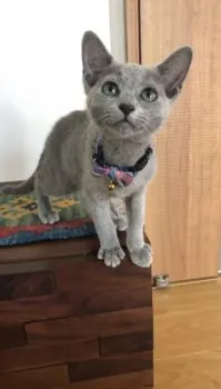 Uki 様のお迎えした子猫